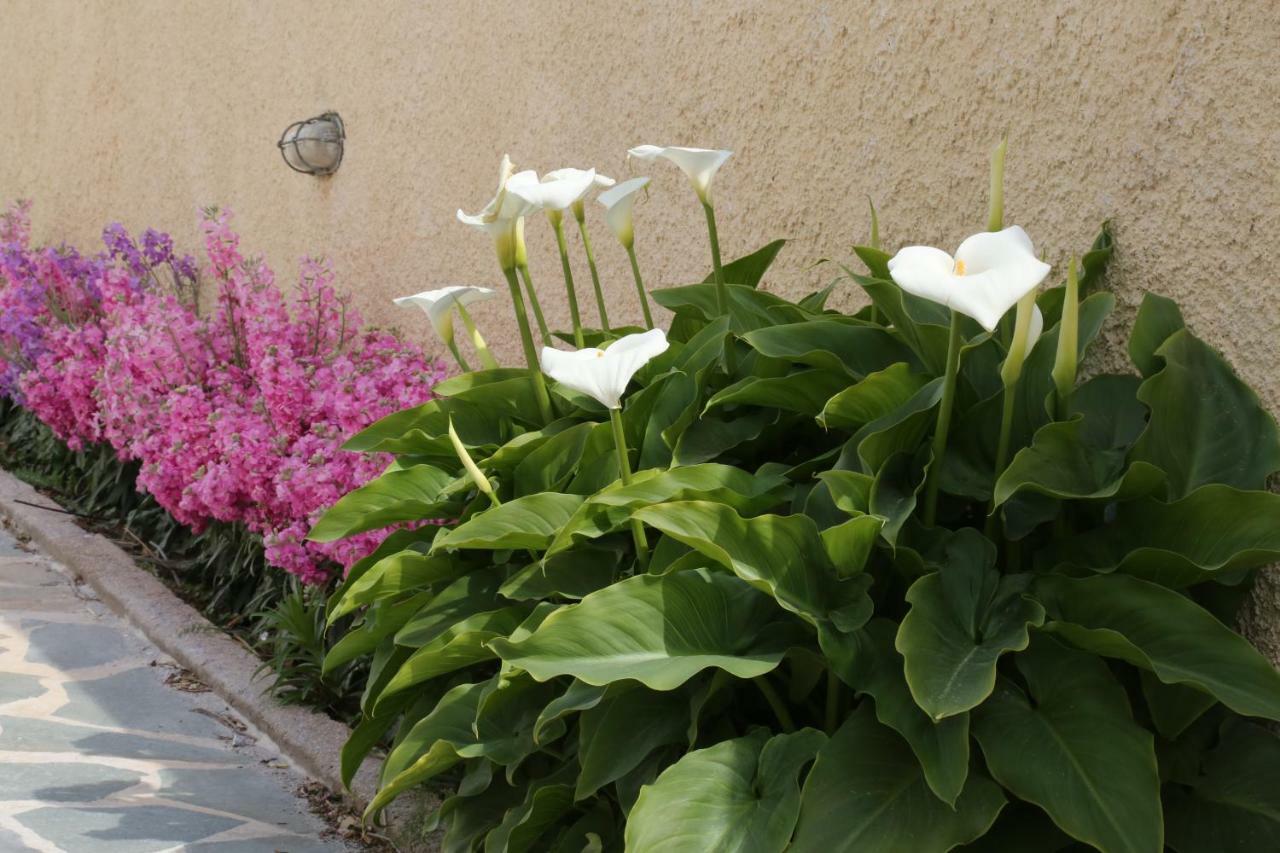 דירות גאליסאס Thalassia Thea מראה חיצוני תמונה
